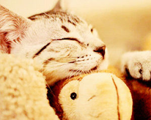 sleeping,adorable,cat,animals,cuddle