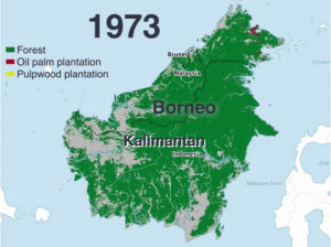deforestation,climate change,indonesia,graphic,forest,map,island,environment,malaysia,graph,borneo