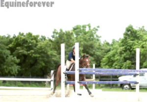 pretty,sports,equestrian,animals,boy,running,horse,jumping,equine