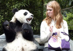 panda,stupid,posing,animals,smiling,looking