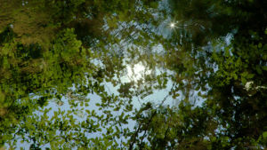 forest,nature,cinemagraph,reflection,water,waves,trees,living stills,ripple