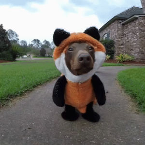 costume,dog,fox