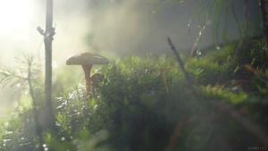 forest,mist,fog,videography,sunrise,nature,cinemagraph,fall,smoke,perfect loop,cinemagraphs,mushroom,dawn,moss,living stills,twig