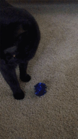 cat,cats,black,play,xpost,fetch,raww