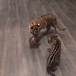 jaguar,tiny,tiger