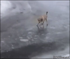 dog,ice