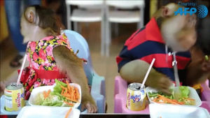 monkeys,food