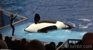 owned,whale,killer whale,fail,high five,orca