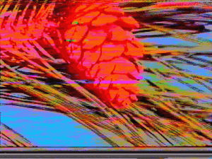 distortion,glitch,vhs,max capacity,distorted