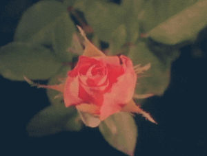 rose,blooming flower,blooming rose,flower,vintage,nature