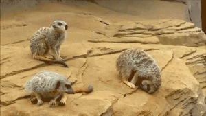 meerkat,hilarious,tumble,funny,reaction,cute,animals,fall,adorable,sleepy,afv,somersault