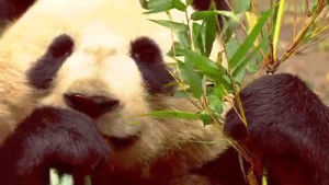 panda,animals,animal,eating,chewing,panda bear