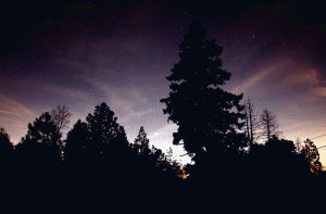 tumblr,tree,nature,night,stars,sky