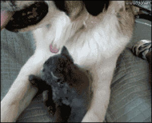 kitten,cat,cute,dog,animals,tongue,attacks