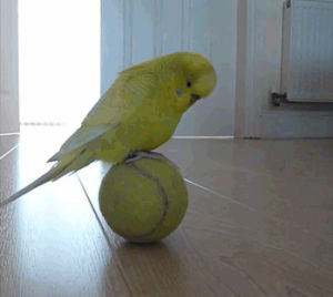 ball,balance,budgie