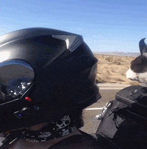 motorcycle,funny,cute,fail,dogs,afv