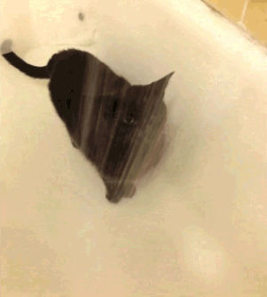 shower,cat,tongue