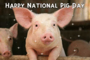 pig,day,images,pictures,graphics,image,network,editing,national cheeseburger day,dayphotos