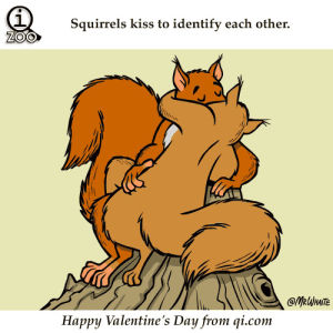 valentines,qi,kiss,day,uk,squirrel,zoo,mammal
