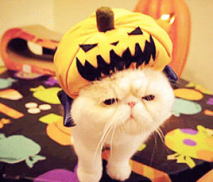 cat,halloween,kitten