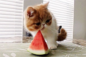 watermelon,stupid,funny,cat,animals,eating,meow,rachel leigh cook,turning on the light,fielderpoetry