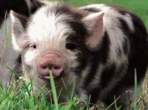 pig,cute,animals,eat,grass,spots