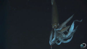 giant squid,ocean,squid,deep sea