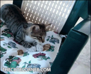 thecutecorner,funnycat,cat fail,cat,animals,fail,cats,kitten,lmfao,the cute corner,fathers day comments,longboards,manic laughter,strollers