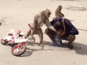 dick,monkey
