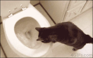 meow,cat,reaction,animals,toilet,flush,myungsoo winking
