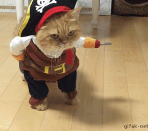 pirate,cat