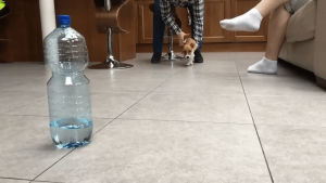 dog,water,bottle