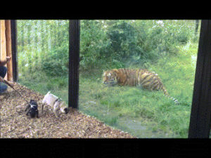 pug,vs,first,tiger,attempt