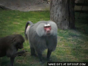 ass,monkey
