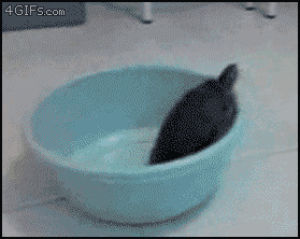 fail,turtle,escape,bowl