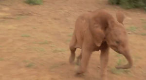 elephant,practice,soccer,baby