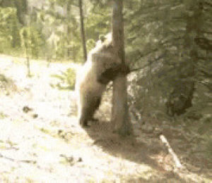 bear,scratching,stripper,animals,dance,pole,rreactiongifs,the itch dance,scratch i cant itch,thats the spot,nudge