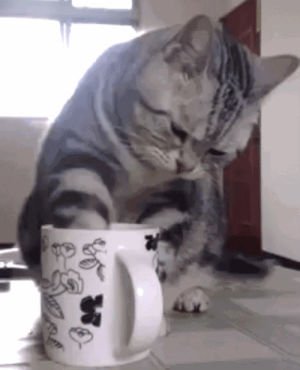 coffee,drinking,cats,cups,paws,were all mad here