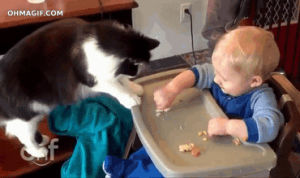 toddler,chicken,cat,food,baby,look,surise,mixed,steal