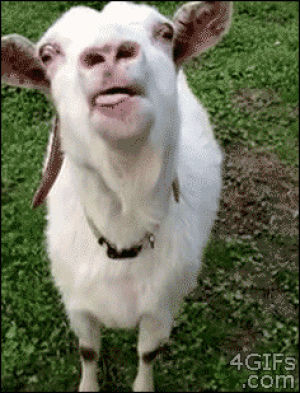 tongue,goat