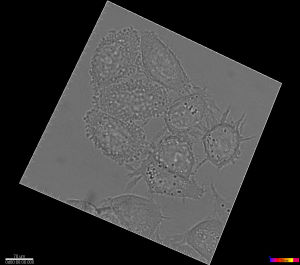 Cell GIF - Find on GIFER
