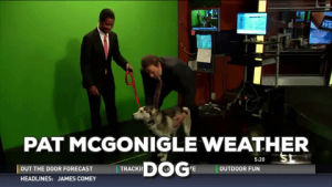cute,dog,news,weather,lift,wriggle,local news,weather report