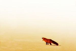 nature,this is a fox jumping into the snow to catch a mouse,i dont know what this is