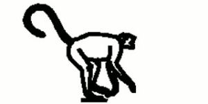 chimp,mokey,animals,food,hunt,nature,animal,running,head,walking,monkey,body,forest,legs,zoo,creature,tail,wildlife,balance,nuts,jungle,ape,jungle book,wilderness,berries