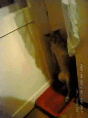 standing,cat,privacy,get away