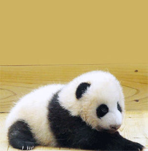 baby panda,crawling,panda bear,animals,animal,bear,panda,sleepy