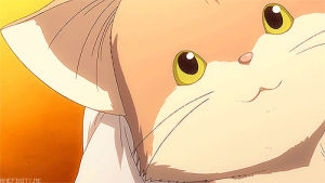 neko,clannad,cat,anime,animes,clannad after story,ownposts