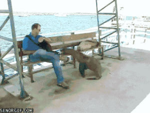 seal,benches