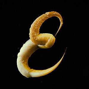 3d,letter,feelers,alphabet,typography,type,tumblr featured,tentacle,appendage