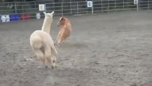 alpacas,mini,horses,bouncy,prance